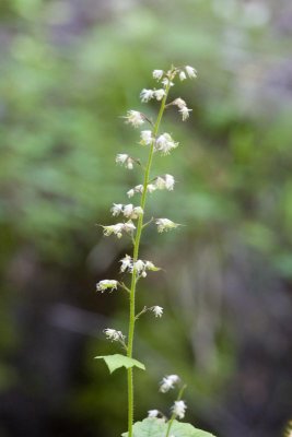 white flowers