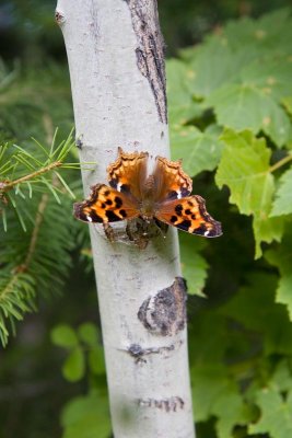 Compton tortoiseshell