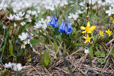 Closeup of spring wildflowers
