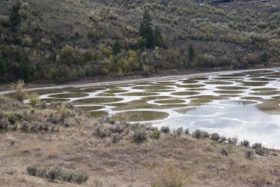 Detail of Spotted Lake