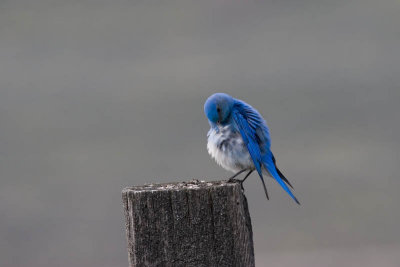 Mountain Bluebird preening