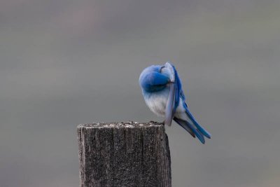 Mountain Bluebird grooming