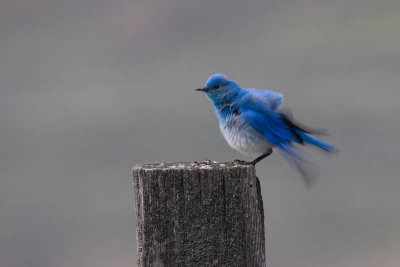 Mountain Bluebird fluffing up