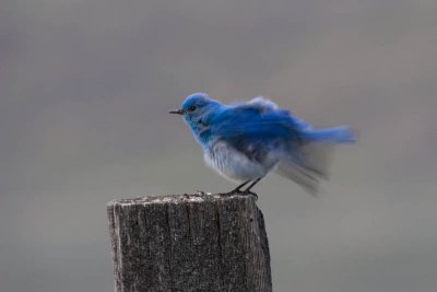 Mountain Bluebird shaking out its feathers