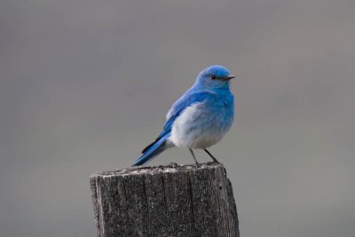 Mountain Bluebird posing - right profile