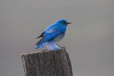 Mountain Bluebird streatching its tail