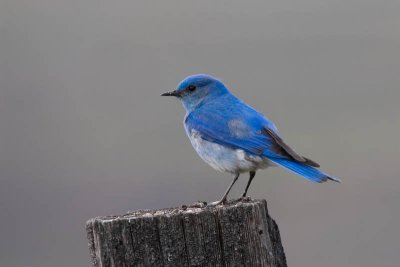 Mountain Bluebird posing - left profile
