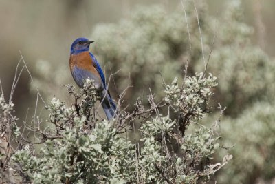 Western Bluebird on Rabbit Bush