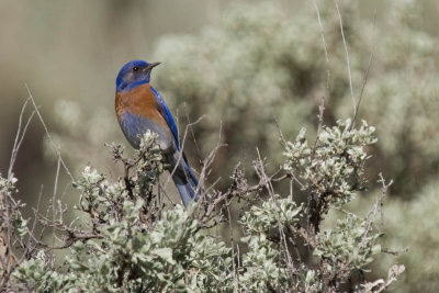 Western Bluebird perched on Rabbit Bush