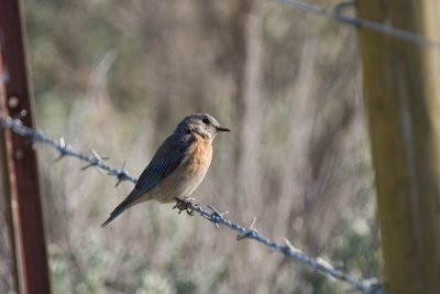 Female Western Bluebird watching for hawks