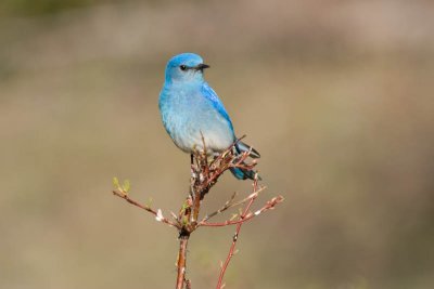 Mountain Bluebird - pose 3