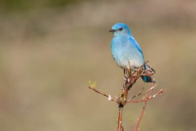 Mountain Bluebird - pose 4