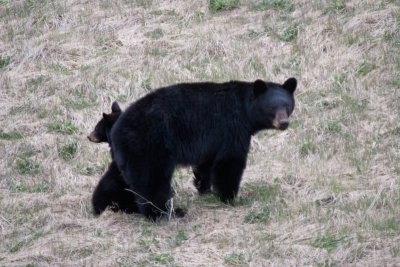 Black bear and cub near Medicine Lake