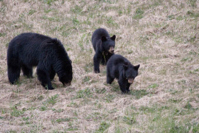 Black bear and cubs near Medicine Lake