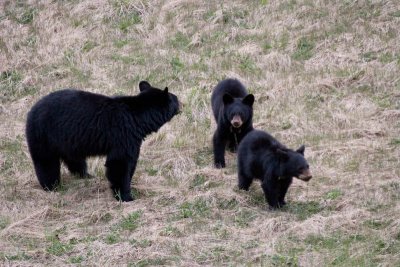 Black bear and cubs near Medicine Lake