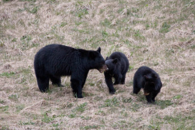 Black bear and cubs near Medicine Lake