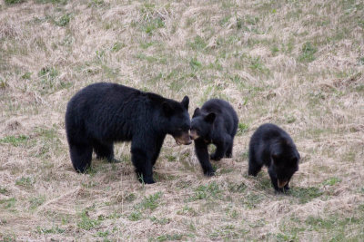 Black bear and cubs near Medicine Lake