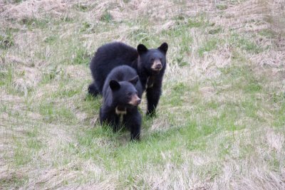 Black bear cubs near Medicine Lake