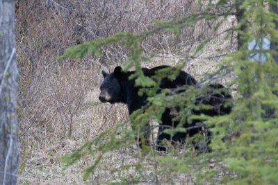 Black bear and cub peaking out of bush