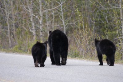 Three bear behinds