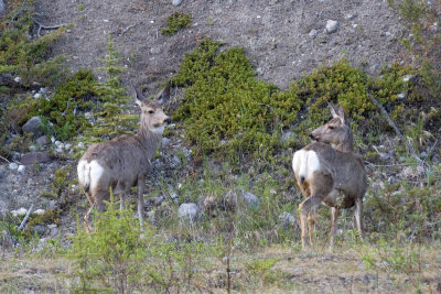 Mule deer