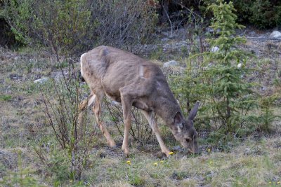 Mule deer grazing on dandelions