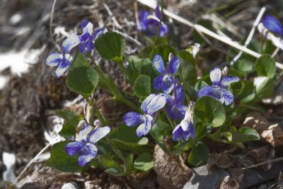 Blue violets