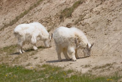 Mountain goats at mineral lick