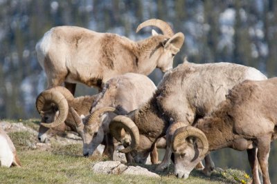 Bighorn rams feeding