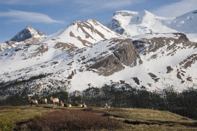 Wilcox Pass scenery with sheep