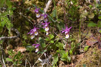 Fairyslippers near Emerald Lake, Yoho