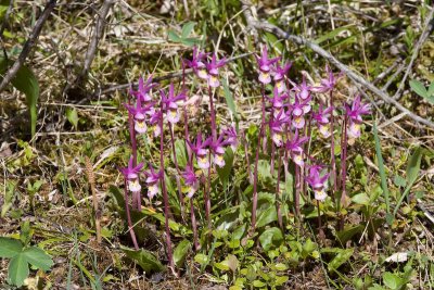 Fairyslippers near Emerald Lake