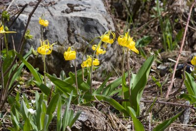 Yellow glacier (avalanche) lilies