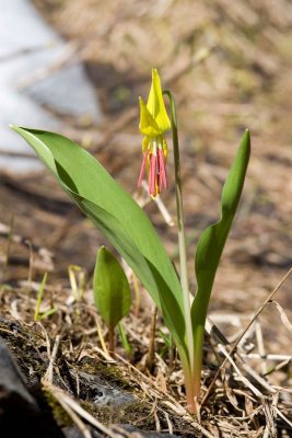 Glacier lily flower just opening