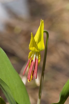 Glacier lily flower just opening - closeup