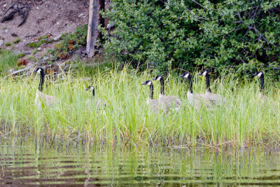 Canada Geese in grass - Goose with 6 youngsters