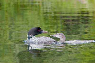 Loon greeting youngster