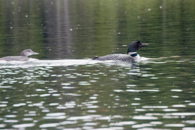 Loon and youngster