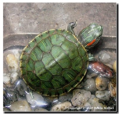 Katie's green turtle