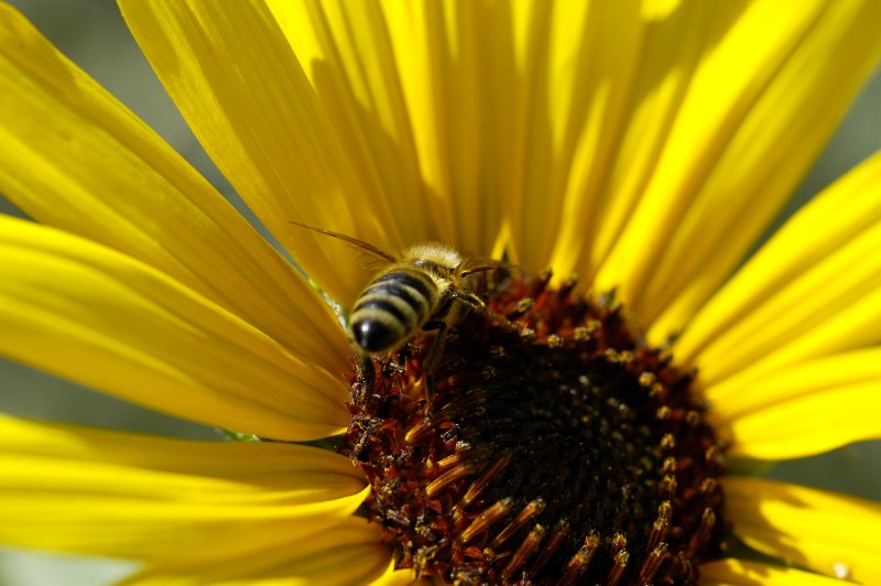 Buzzy making honey