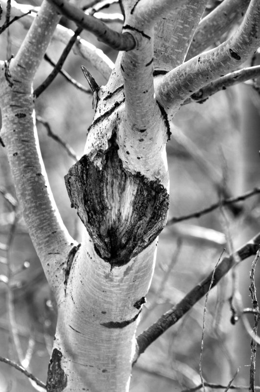 Wounded Aspen
