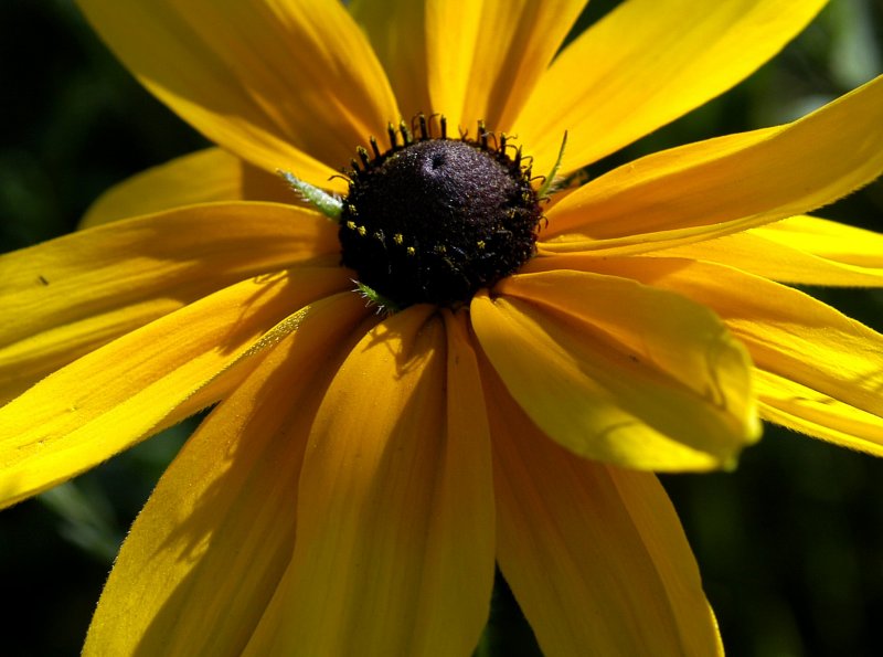 Sunlight dancing on petals