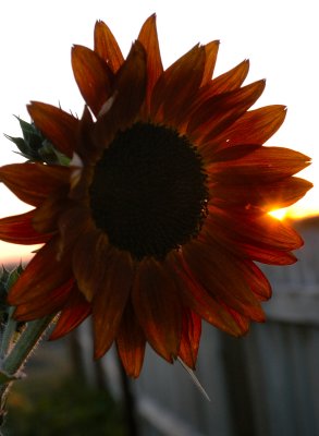 Sunset Through Sunflower