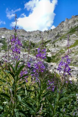 Wildflowers