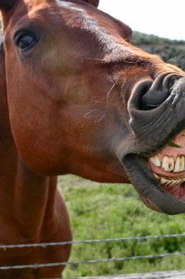 Laugh Till Your Horse