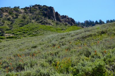 Wildflowers in Abundance