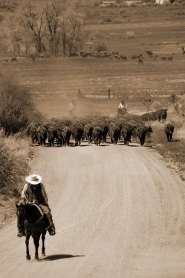Slow ... cattle herd