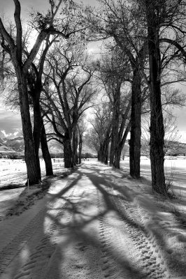 Snowy Tracks