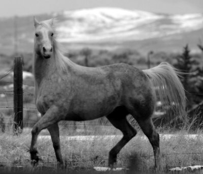 Strutting his stuff