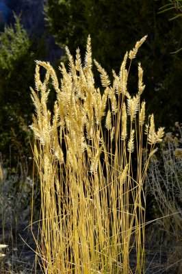 Golden grasses in late sun